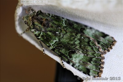 Light Emerald