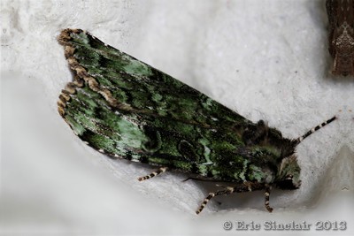 Light Emerald