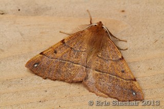 Feathered Thorn