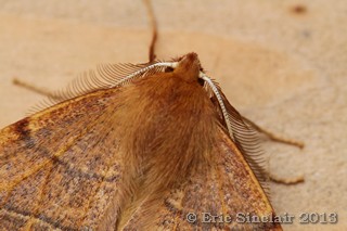 Feathered Thorn